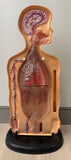 1950s American Anatomical Teaching Respiratory Model