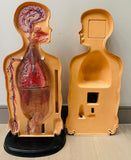 1950s American Anatomical Teaching Respiratory Model