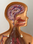 1950s American Anatomical Teaching Respiratory Model