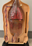 1950s American Anatomical Teaching Respiratory Model