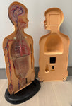 1950s American Anatomical Teaching Respiratory Model