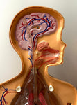 1950s American Anatomical Teaching Respiratory Model