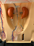 1950s American Anatomical Teaching Respiratory Model