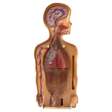 1950s American Anatomical Teaching Respiratory Model