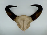 Pair of Wall Hanging Water Buffalo Horns