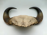 Pair of Wall Hanging Water Buffalo Horns